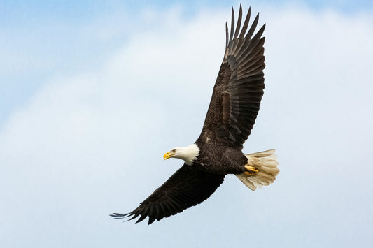 This winter the eagles are back!